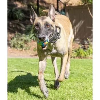 Chuckit! Eco Fetch Ball Large [37165]