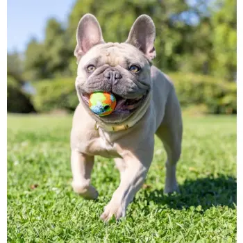 Chuckit! Eco Fetch Ball Small 2pak [37163]