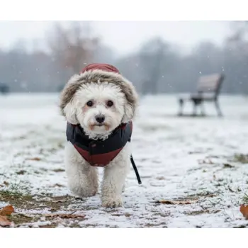 Zolux Kurtka puchowa dla psa New Mountain R.45 ceglasta