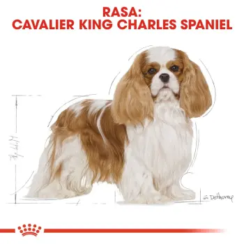 ROYAL CANIN Cavalier King Charles Spaniel Adult 1,5kg