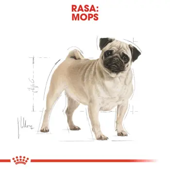 ROYAL CANIN Pug Adult 1,5kg