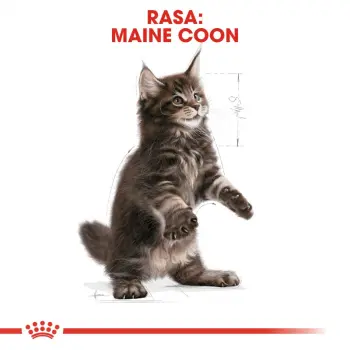 ROYAL CANIN Maine Coon Kitten 10kg