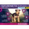 Eukanuba Puppy&Junior Large Breed 15kg