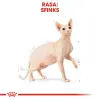 ROYAL CANIN Sphynx Adult 10kg