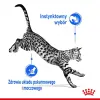 ROYAL CANIN Indoor Sterilised W Galaretce 12x85g