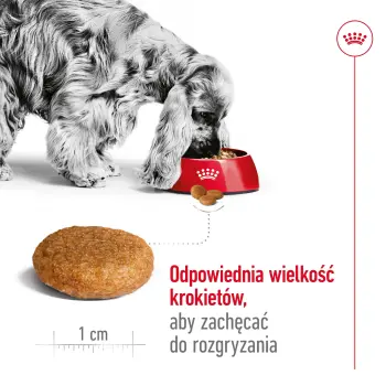 ROYAL CANIN Medium Adult 15kg