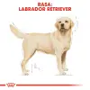 ROYAL CANIN Labrador Retriever Adult 3kg