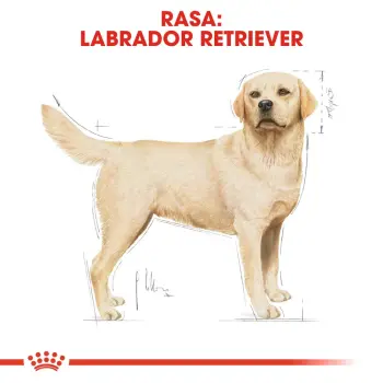 ROYAL CANIN Labrador Retriever Adult 3kg