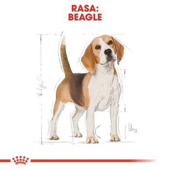 ROYAL CANIN Beagle Adult 3kg