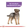 ROYAL CANIN CCN Sterilised Mini 1kg