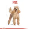 ROYAL CANIN Poodle Adult 500g