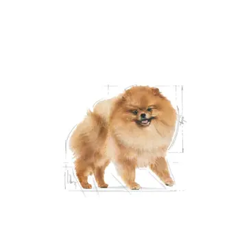 ROYAL CANIN Pomeranian 12x85g