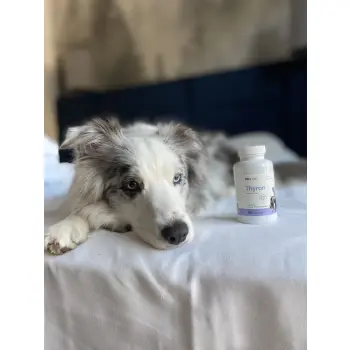 Lab-v Thyron – Wsparcie Prawidłowej Pracy Tarczycy dla Psów i Kotów 90 Kapsułek