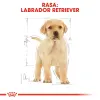 ROYAL CANIN Labrador Retriever Puppy 1kg