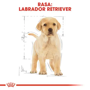 ROYAL CANIN Labrador Retriever Puppy 1kg