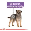 ROYAL CANIN CCN Sterilised Mini Pasztet 12x85g