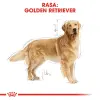 ROYAL CANIN Golden Retriever Adult 12kg