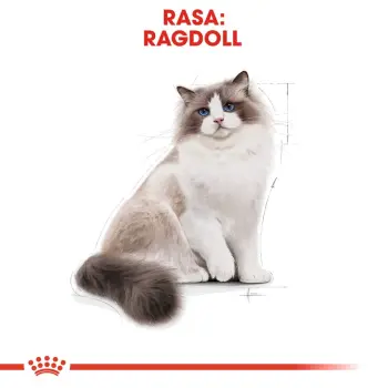 ROYAL CANIN Ragdoll Adult 400g