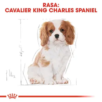 ROYAL CANIN Cavalier King Charles Spaniel Puppy 1,5kg