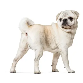 Lab-v Glandala Wsparcie Gruczołów Okołoodbytowych i Przewodu Pokarmowego 90 Kapsułek