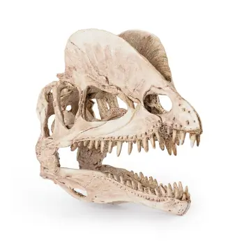 R176 ozdoba terrarium czaszka dinozaura