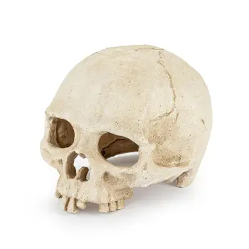 R177 ozdoba terrarium czaszka