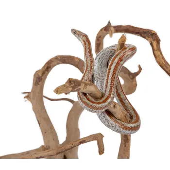 Korzeń japoński Happet XXL 1szt.