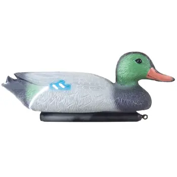 Kaczka krzyżówka samiec Happet