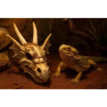 R206 ozdoba terrarium czaszka smok