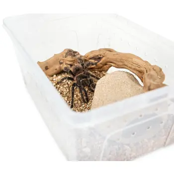 Pojemnik hodowlany BREEDING BOX 26 cm