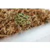 Mech torfowiec Sphagnum moss 500g