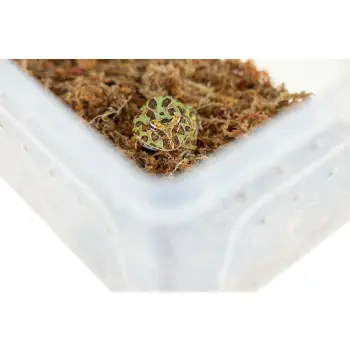 Pojemnik hodowlany BREEDING BOX 15 cm