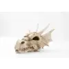 R206 ozdoba terrarium czaszka smok