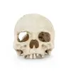 R177 ozdoba terrarium czaszka