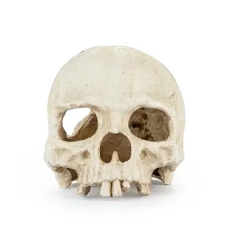 R177 ozdoba terrarium czaszka