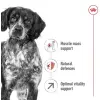 ROYAL CANIN Medium Adult 7+ 15kg