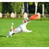 Collar PitchDog24 Latający dysk 24cm pomarańczowy