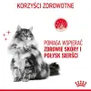 Royal Canin Intense Beauty w galaretce karma mokra dla kotów dorosłych, zdrowa skóra, piękna sierść saszetka 85g