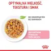 Royal Canin Kitten Sterilised karma mokra w galaretce dla kociąt od 4 do 12 miesiąca życia, sterylizowanych saszetka 85g