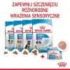 Royal Canin Starter Mother&Babydog karma mokra - mus, dla suk w czasie ciąży, laktacji oraz szczeniąt puszka 195g