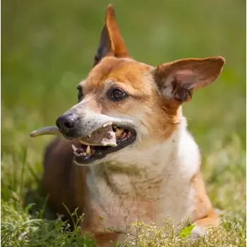 4DOGS Gryzak z poroża M hard