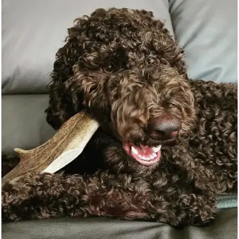 4DOGS Gryzak z poroża daniela XL