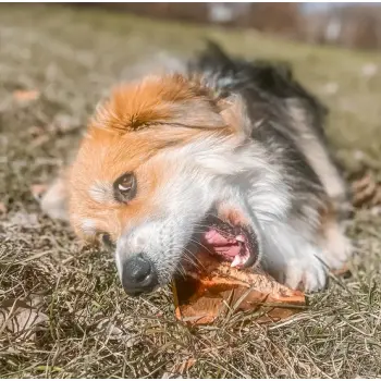 4DOGS Gryzak z korzenia drzewa wrzosowego L