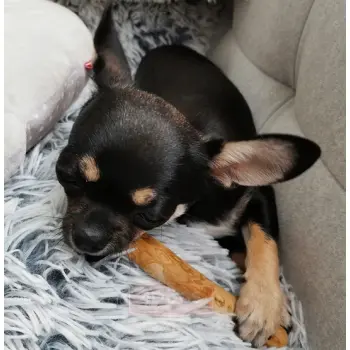 4DOGS Gryzak z drzewa kawowego S