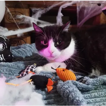 Dingo Zabawka dla kota - Myszki z Salem 3szt