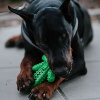 Dingo Zabawka dla psa - Twarda guma TPR - Kaktus 15cm