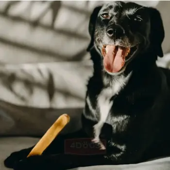 4DOGS Gryzak z sera himalajskiego Churpi Original XL