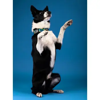 CHABA Obroża regulowana Story III XL Carnival