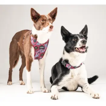 CHABA Obroża regulowana Story III M Lakota