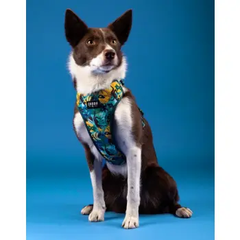 CHABA Szelki Guard Comfort Story III bezuciskowe L 2,0cm Carnival